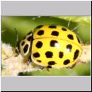 Thea vigintiduopunctata - Zweiundzwanzigpunkt 01.jpg